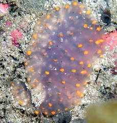 Polycitor giganteus