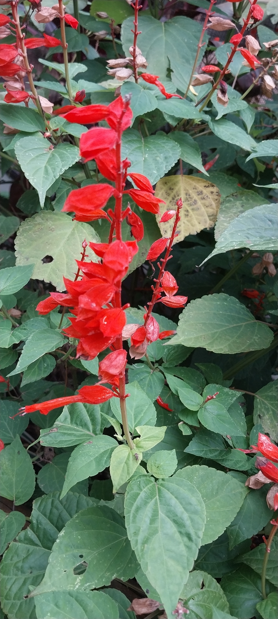 Salvia splendens
