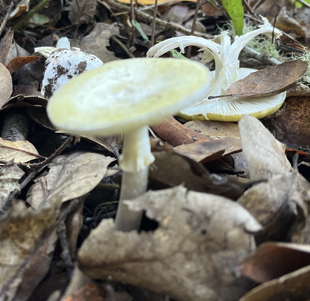 Amanita phalloides · October 2025 · photo: © joqatana (iNaturalist, cc-by)