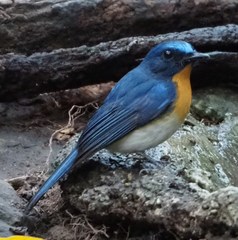 Cyornis sumatrensis