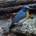 Indochinese Blue Flycatcher - Photo (c) Pam Piombino, some rights reserved (CC BY-NC)