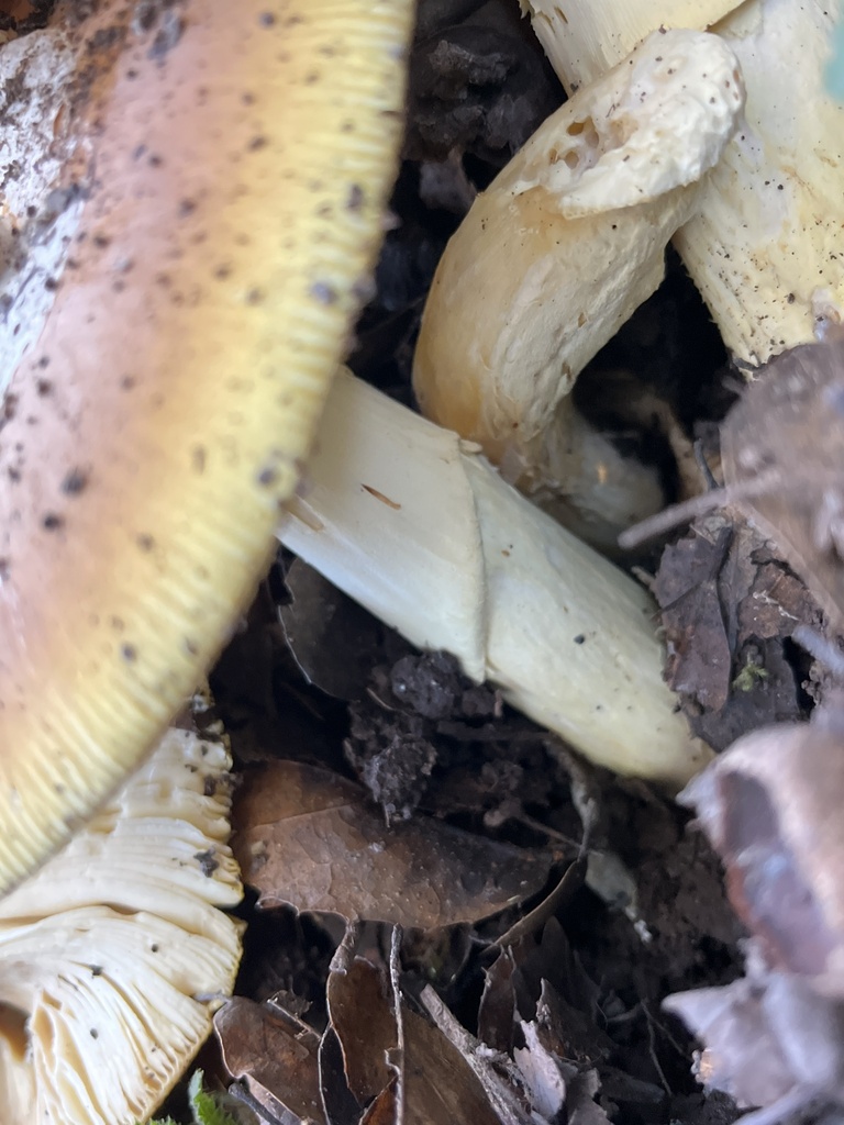 Amanita calyptroderma · October 2025 · photo: © joqatana (iNaturalist, cc-by)