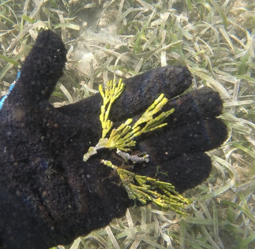 Representative image of Halimeda incrassata