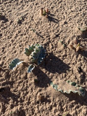 Cirsium rhothophilum