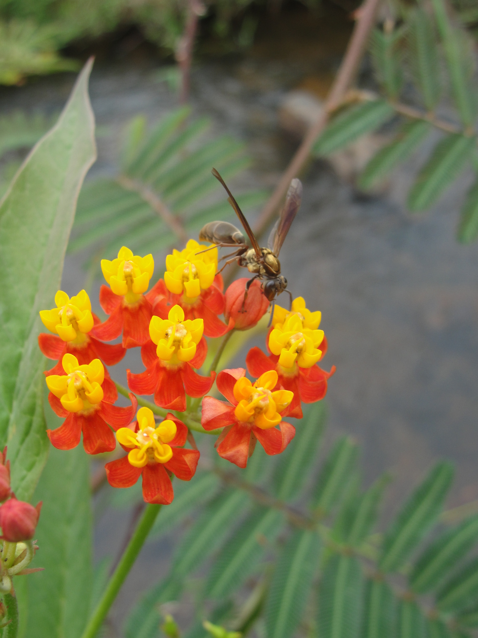 Asclepias curassavica
