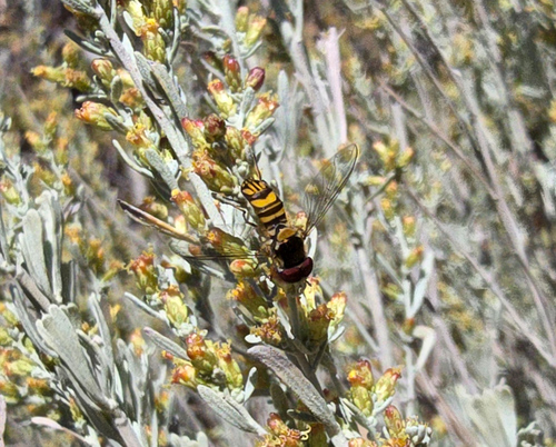 Unknown species found near Rock Canyon, Provo, UT, USA