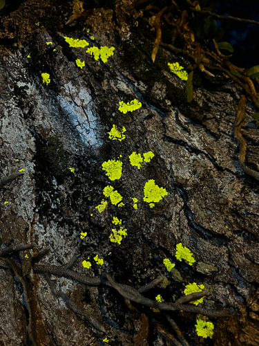 Pyxine cocoes observed 2025-10-27