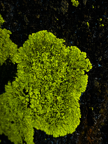 Pyxine cocoes observed 2025-10-27
