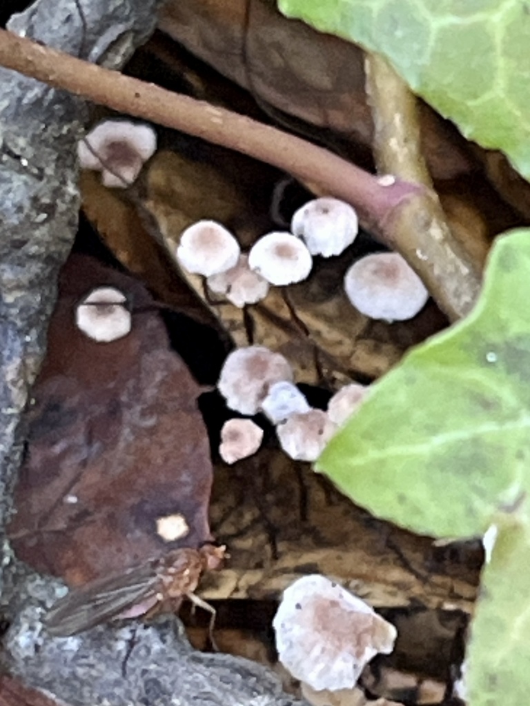 Collybiopsis quercophila