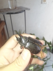 Dynastes hyllus