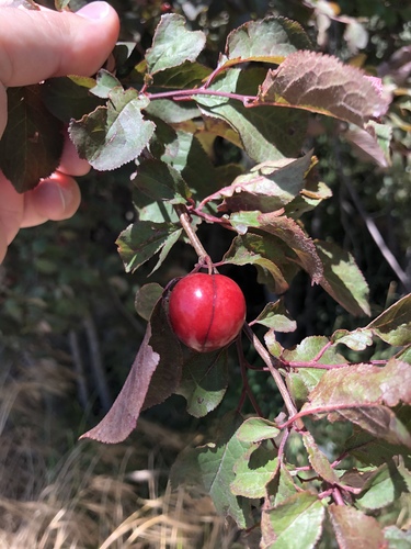 Prunus domestica