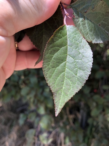 Prunus domestica