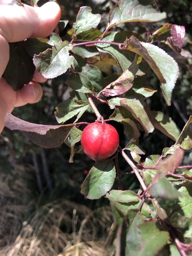 Prunus domestica