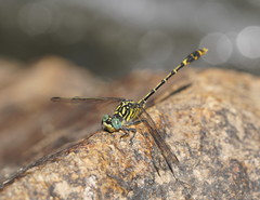 Austrogomphus australis