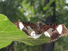 Hypolimnas misippus