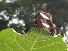Hypolimnas misippus