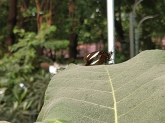 Hypolimnas misippus