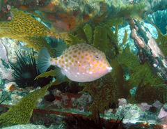 Anoplocapros inermis