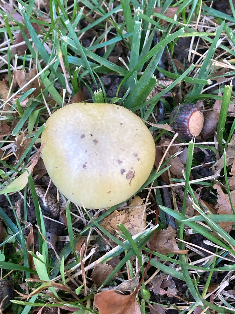 Amanita phalloides · October 2025 · photo: © aluguana (iNaturalist, cc-by)