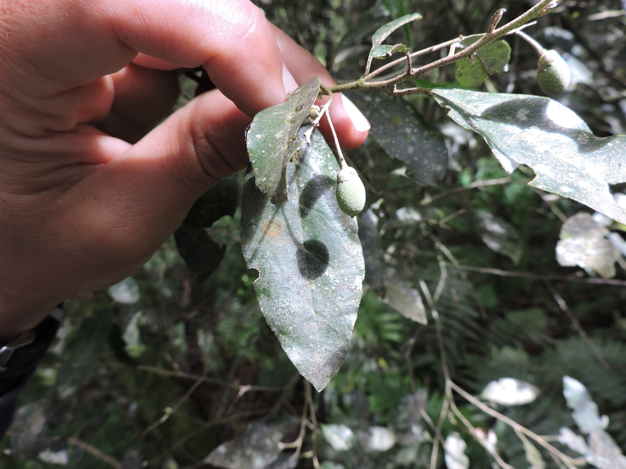 Styrax leprosus