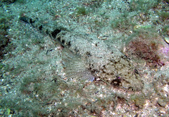 Platycephalus fuscus