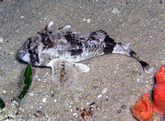 Centropogon australis
