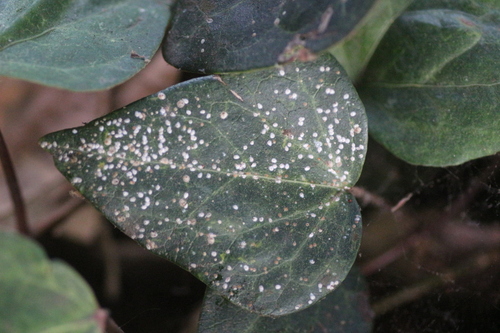 Oleander Scale photo 4