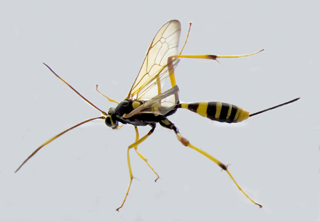 Acroricnus seductor