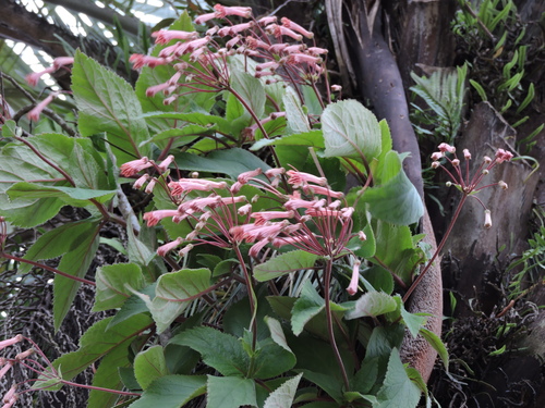 Sinningia douglasii