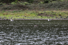 Larus michahellis atlantis