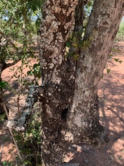 Pteleopsis myrtifolia