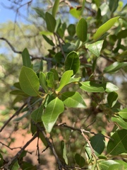 Pteleopsis myrtifolia