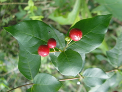 Rauvolfia ligustrina