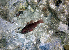 Vincentia novaehollandiae