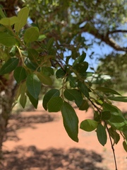 Pteleopsis myrtifolia