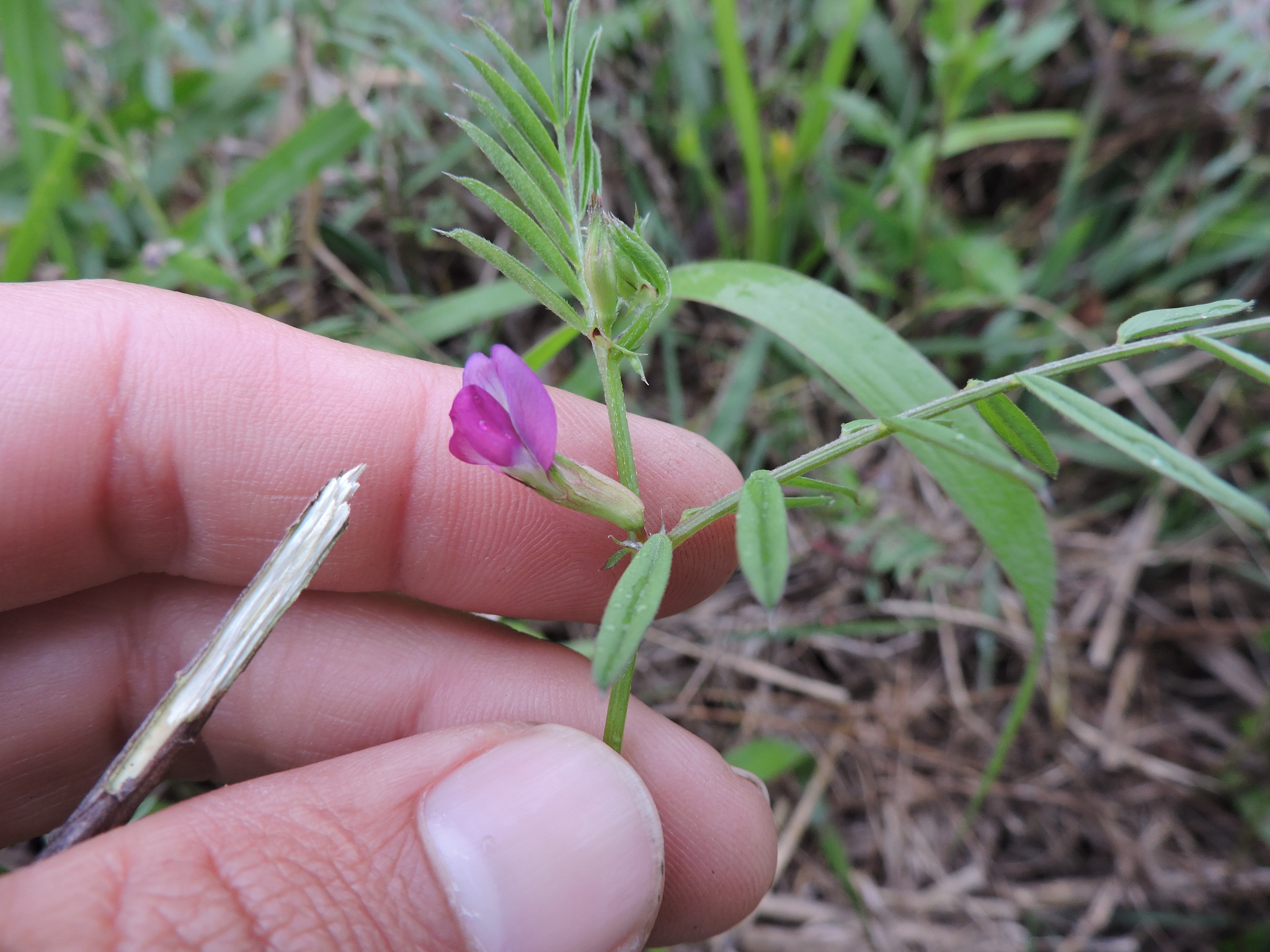 Vicia sativa