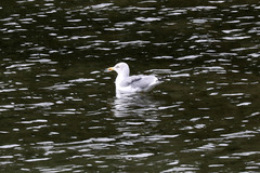 Larus michahellis atlantis