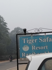 Corvus macrorhynchos