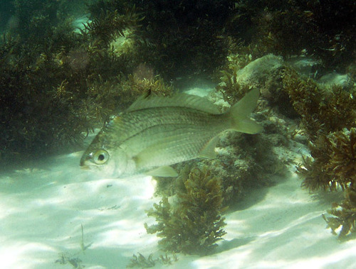 Common silver belly (Gerres subfasciatus) — Gerreidae — 5