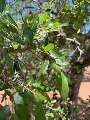 Pteleopsis myrtifolia