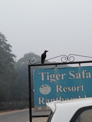 Corvus macrorhynchos