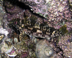 Chironemus marmoratus