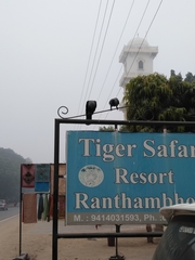 Corvus macrorhynchos