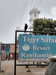 Corvus macrorhynchos