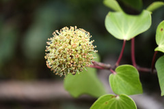 Hedera azorica