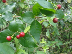 Rauvolfia ligustrina