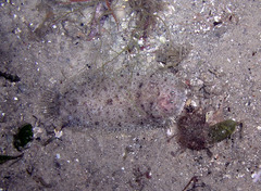 Aseraggodes lenisquamis