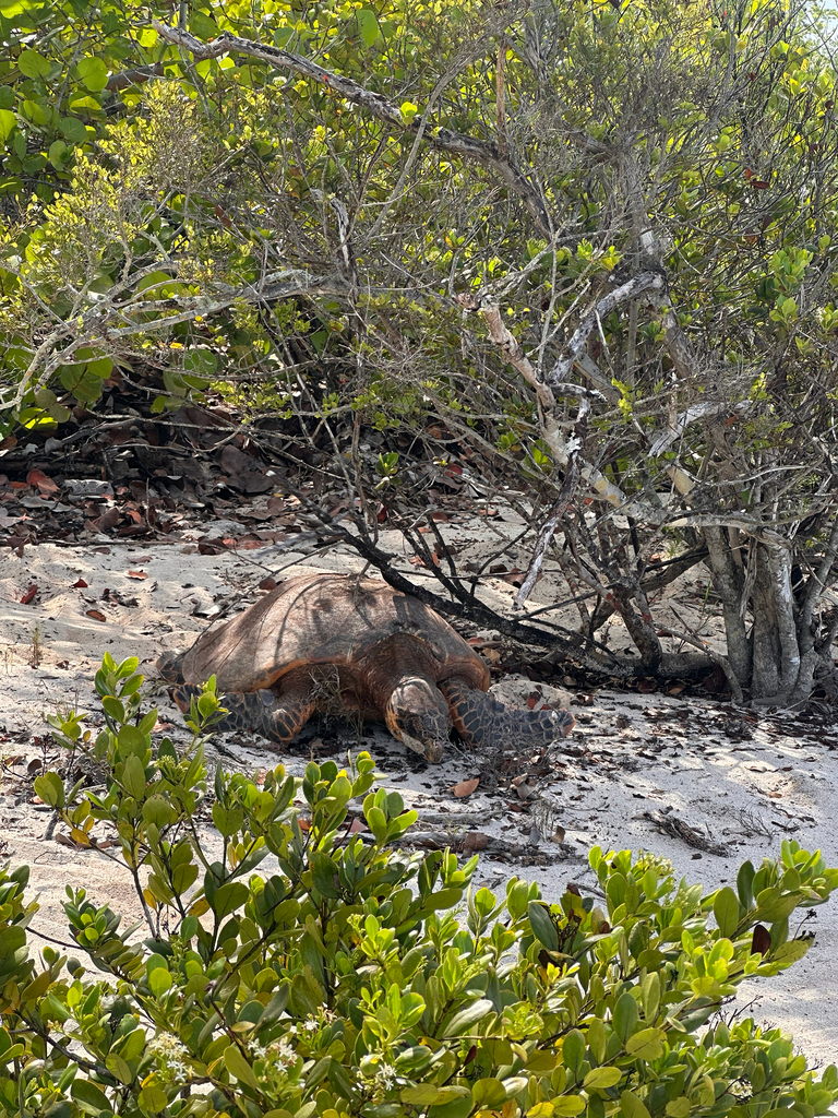 Hawksbill Sea Turtle in October 2025 by rafael0331 · iNaturalist