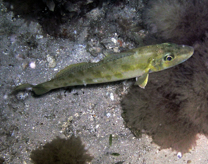 Trumpeter Whiting