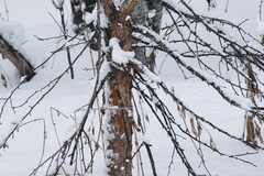 Crataegus chlorosarca